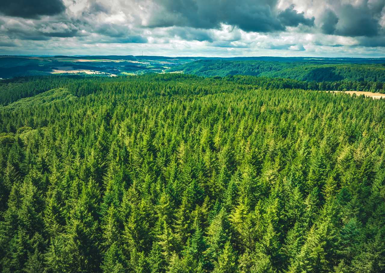 Evergreen içerik nedir?